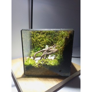 Terrarium " Rừng Thiên " quà tặng dành cho các cặp đôi ý nghĩa và lãn mạn