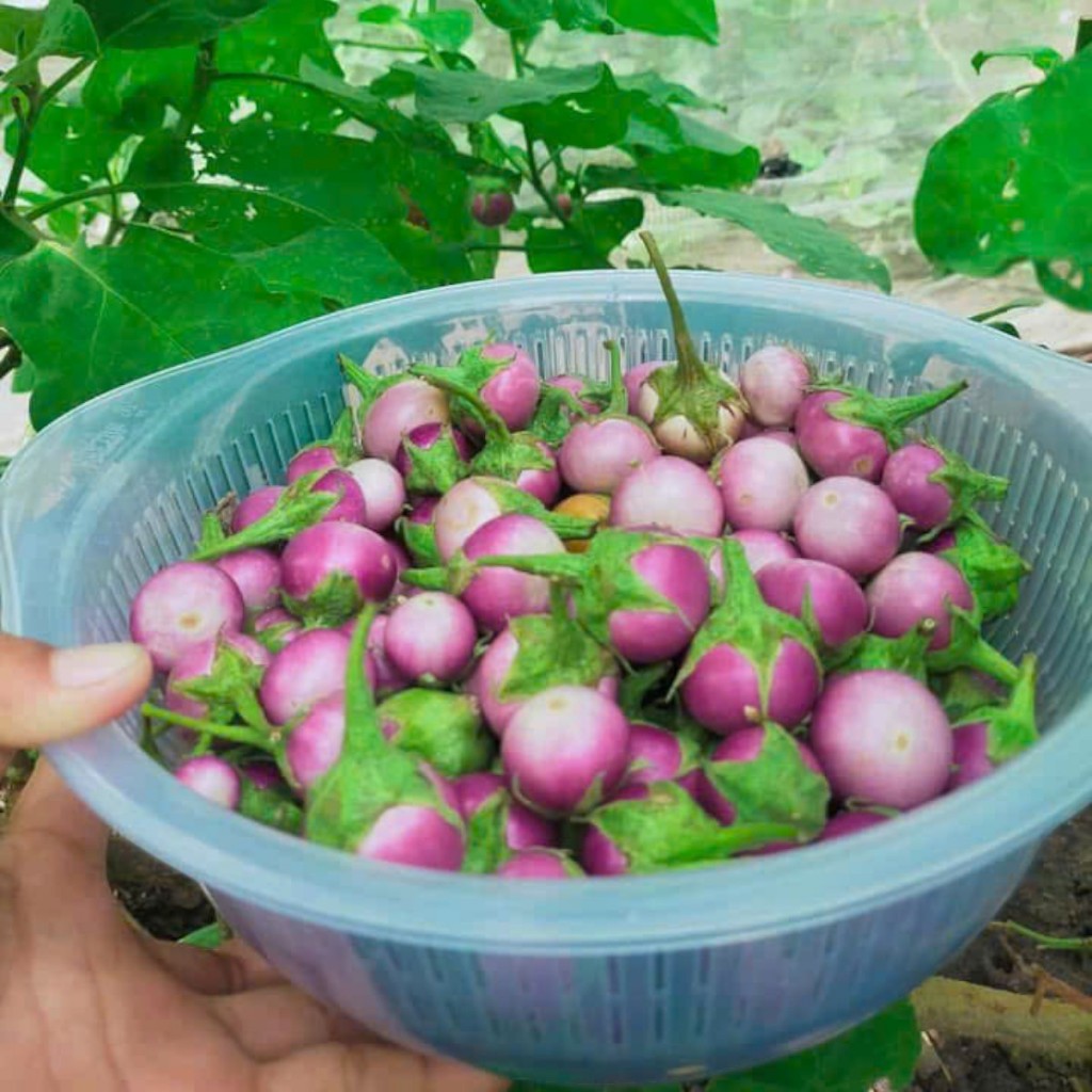 Hạt Giống Cà Pháo Tím – Dễ Trồng, Ăn Giòn Ngon
