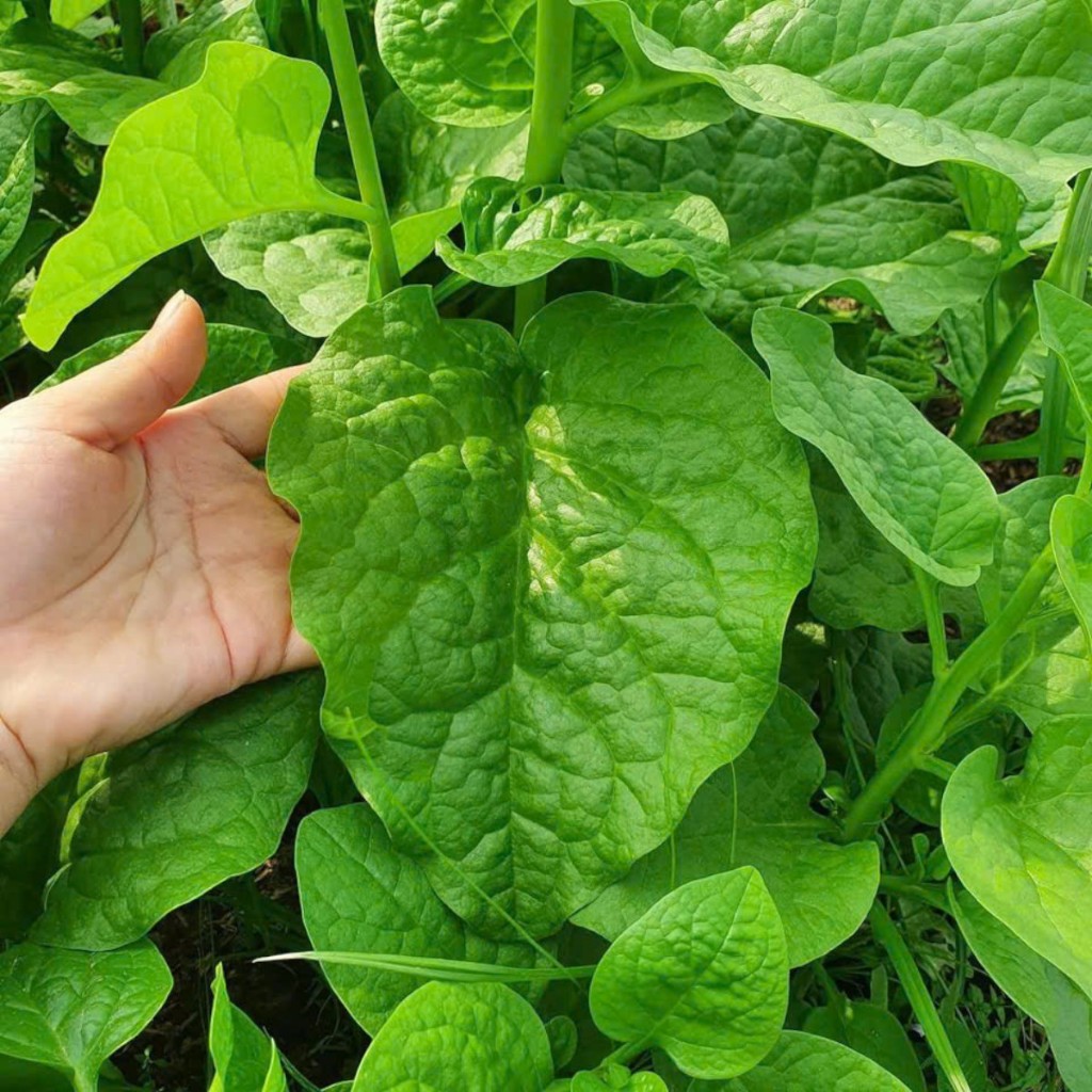 Hạt Giống Mồng Tơi Xanh Cao Sản – Lá To Mướt, Dễ Trồng, Thu Hoạch Liên Tục