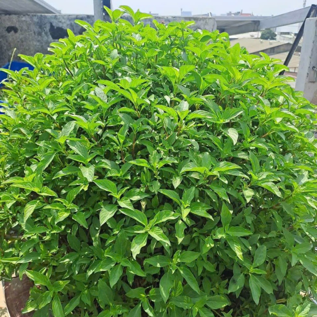 Hạt Giống Húng Quế tím – Thu Hoạch Nhanh, Lá Thơm Lâu