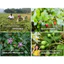 Trà Cà Gai Leo Sunbeleaf - Giải Độc Bia Rượu, Hỗ Trợ Người Bệnh Gan