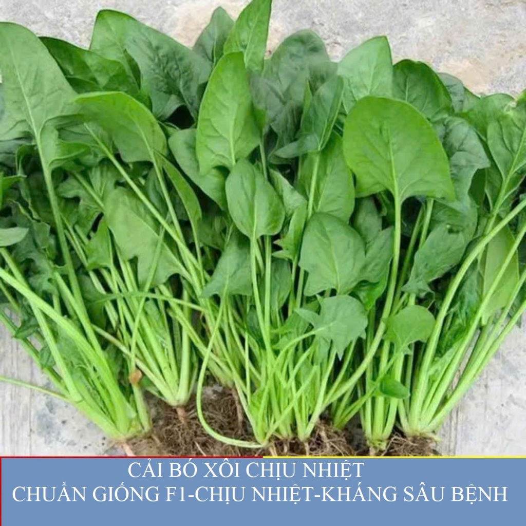 Hạt Giống Cải Bó Xôi – Rau Chân Vịt Giàu Sắt, Lá Xanh Mướt, Dễ Trồng