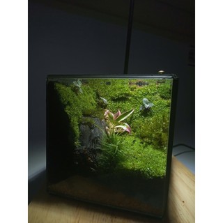 Terrarium set up sẵn " Thiên Nhai Thảo " Quà tặng bạn bè ý nghĩa trang trí bàn học thư giãn