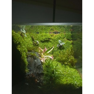 Terrarium set up sẵn " Thiên Nhai Thảo " Quà tặng bạn bè ý nghĩa trang trí bàn học thư giãn