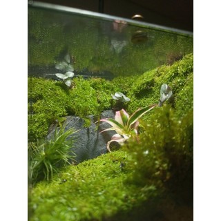 Terrarium set up sẵn " Thiên Nhai Thảo " Quà tặng bạn bè ý nghĩa trang trí bàn học thư giãn