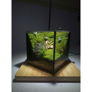 Terrarium set up sẵn " Thiên Nhai Thảo " Quà tặng bạn bè ý nghĩa trang trí bàn học thư giãn