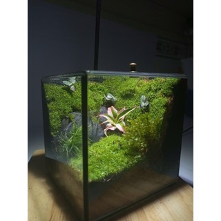 Terrarium set up sẵn " Thiên Nhai Thảo " Quà tặng bạn bè ý nghĩa trang trí bàn học thư giãn