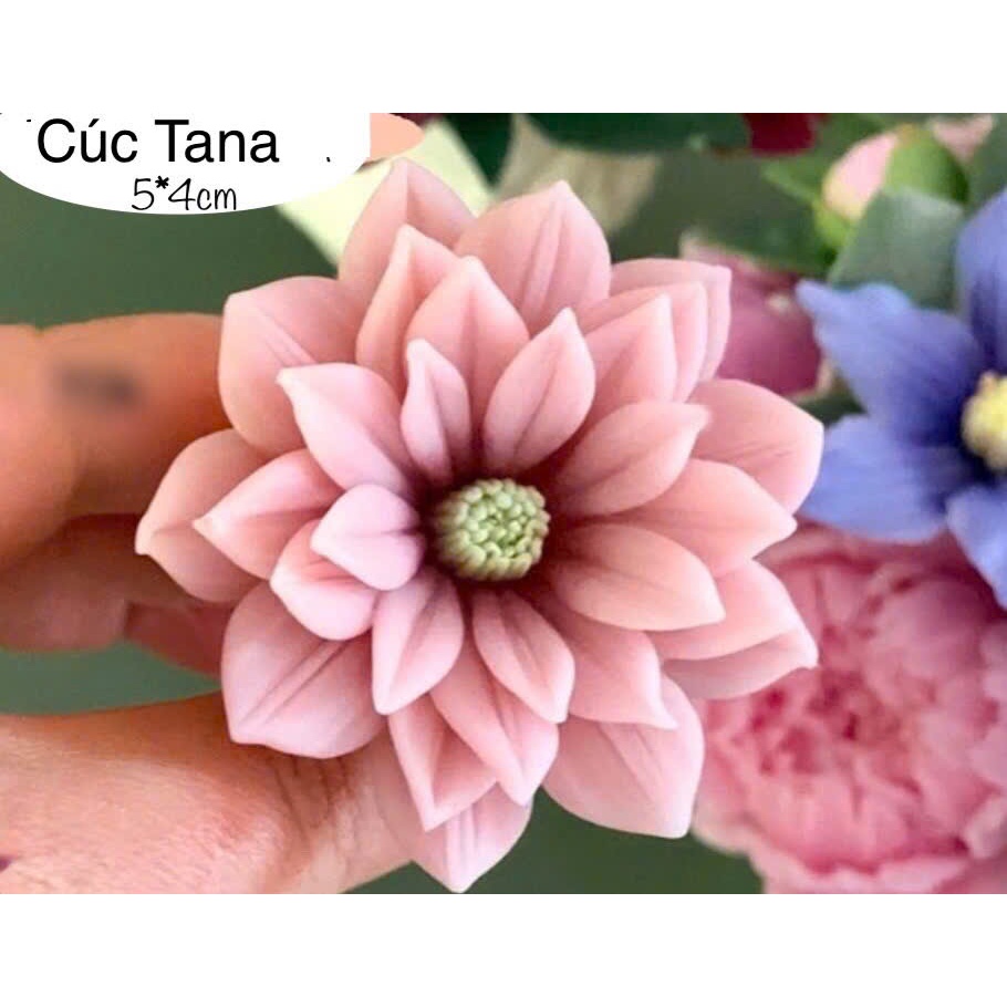 Khuôn silicon Hoa cúc Tana