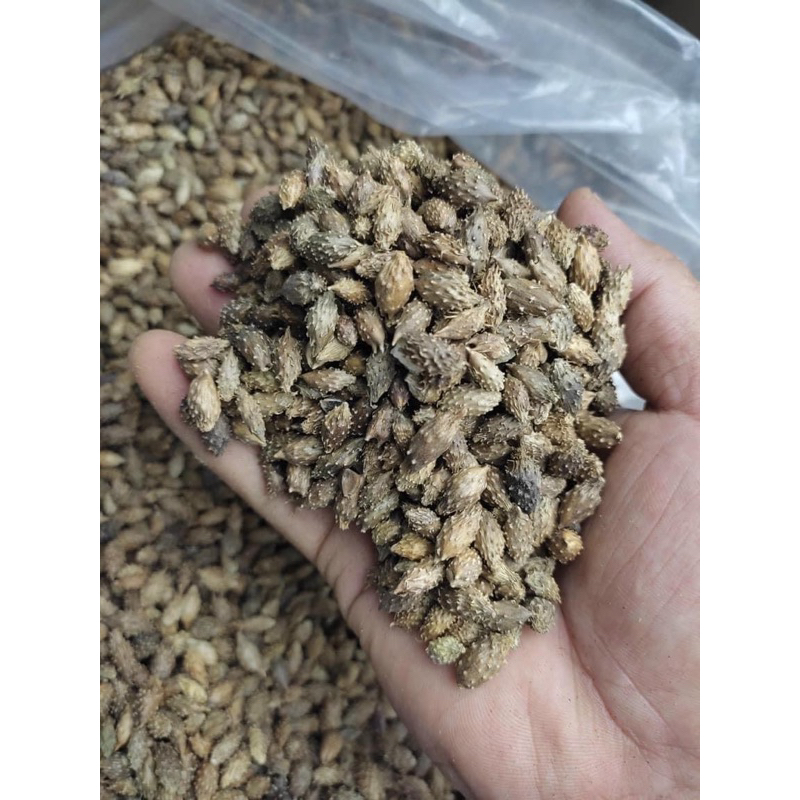 500GR Ké Đầu Ngựa ( Thương Nhĩ Tử ) Khô, Sạch, Đẹp Loại 1
