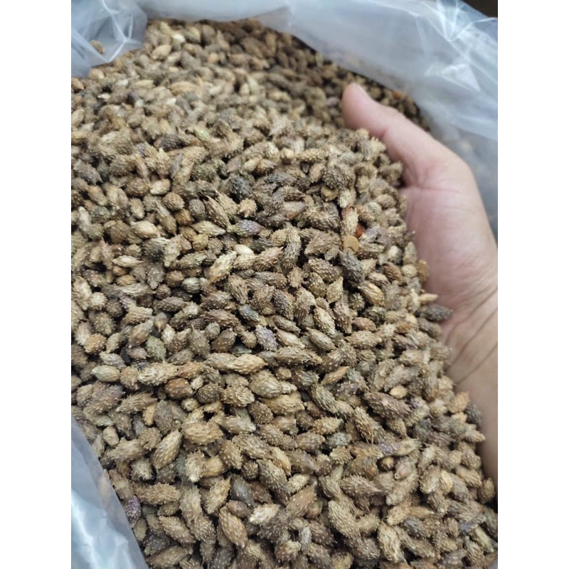 500GR Ké Đầu Ngựa ( Thương Nhĩ Tử ) Khô, Sạch, Đẹp Loại 1