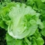 Hạt Giống Xà Lách San Chu🌱 Ăn Dòn Ngọt, Chịu Nhiệt Năng Suất Cao