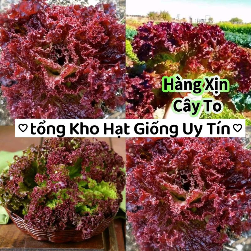 😘hạt giống xà lách xoăn tím Thái Lan💥💯Dòn Ngon💯💥 nảy mầm cực tốt