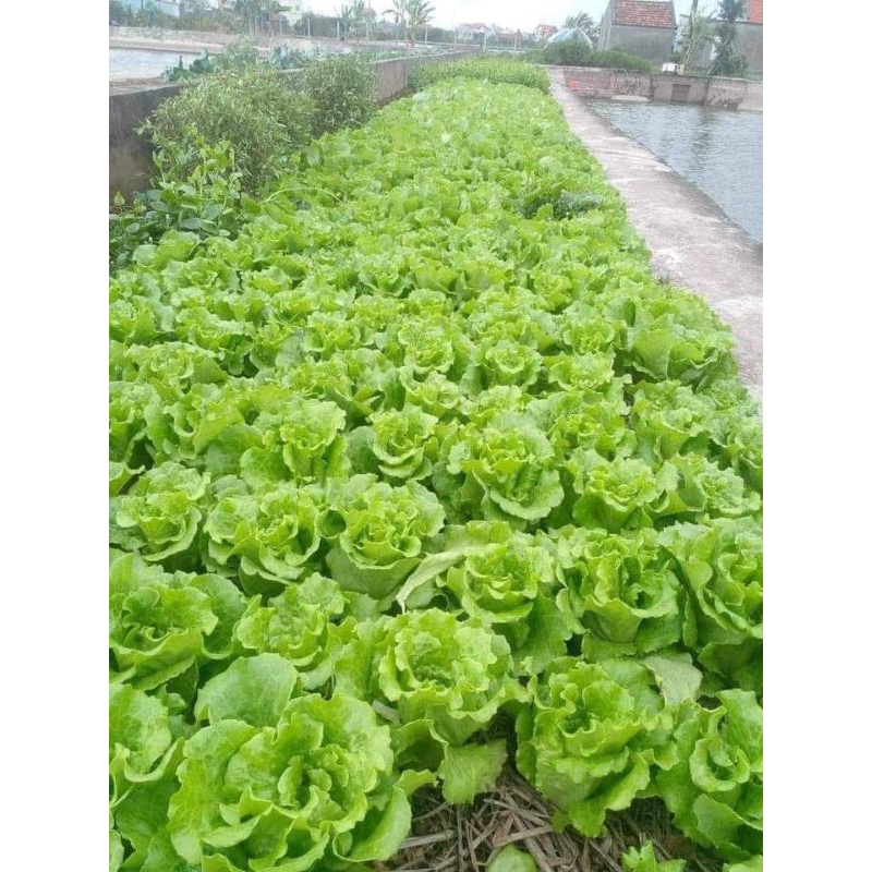 ( mua 2 tặng 1)  Hạt Giống Xà Lách San Chu🌱 Ăn Dòn Ngọt, Chịu Nhiệt Năng Suất Cao