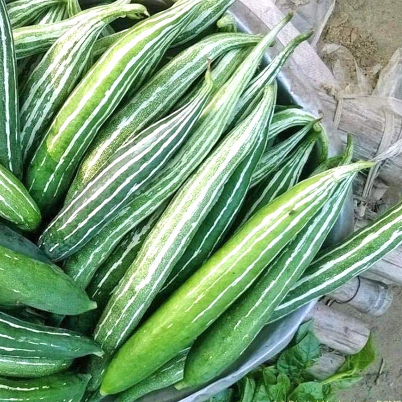 Hạt giống - Cây Giống mướp nhật (KHỔ QUA TÂY) (lặc lày, lặc lè) KVT - Hạt Giống CANH NÔNG