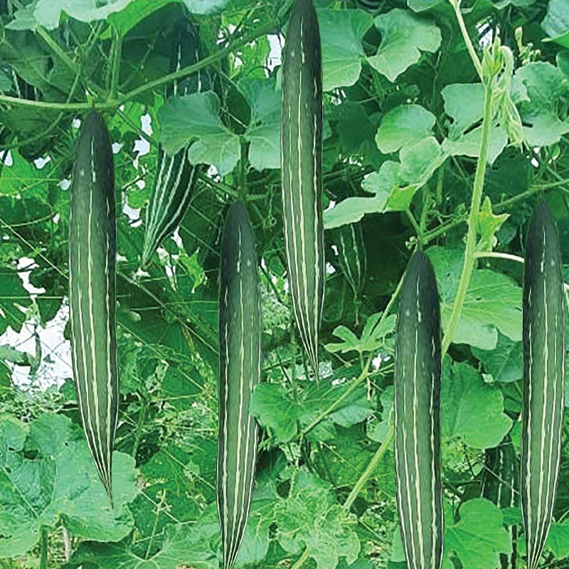 Hạt giống - Cây Giống mướp nhật (KHỔ QUA TÂY) (lặc lày, lặc lè) KVT - Hạt Giống CANH NÔNG