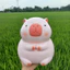 Heo đất lợn đất tiết kiệm Chuột Capybara size to lỗ tròn-ống tiêt kiệm trang tríLĐ2