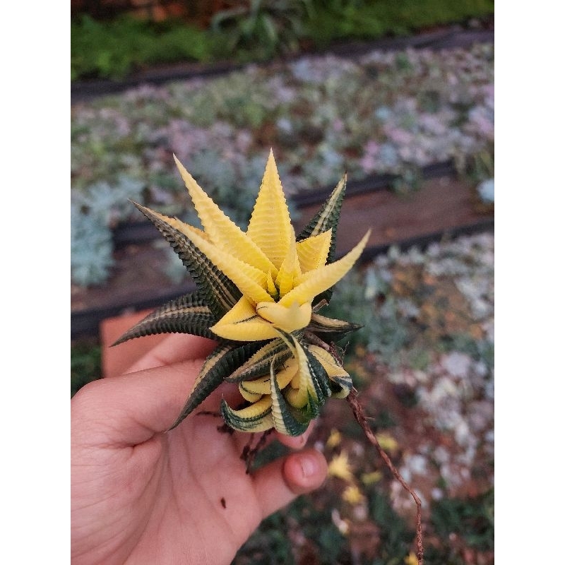 Sen đá Móng rồng xoáy var | Shopee Việt Nam