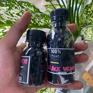 Cám BLACK VENOM (Asiatica ) | Cám cá lóc trân châu đen chuyên dụng đậm màu sáng châu