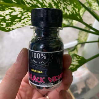 Cám BLACK VENOM (Asiatica ) | Cám cá lóc trân châu đen chuyên dụng đậm màu sáng châu