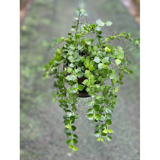 Chậu treo Lá lan tim siêu xinh size trung - Decor, trang trí vườn, văn phòng, nhà ở - |Vườn Như Ngọc| - Đã bật hoả tốc