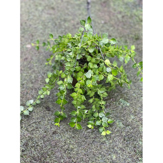 Chậu treo Lá lan tim siêu xinh size trung - Decor, trang trí vườn, văn phòng, nhà ở - |Vườn Như Ngọc| - Đã bật hoả tốc