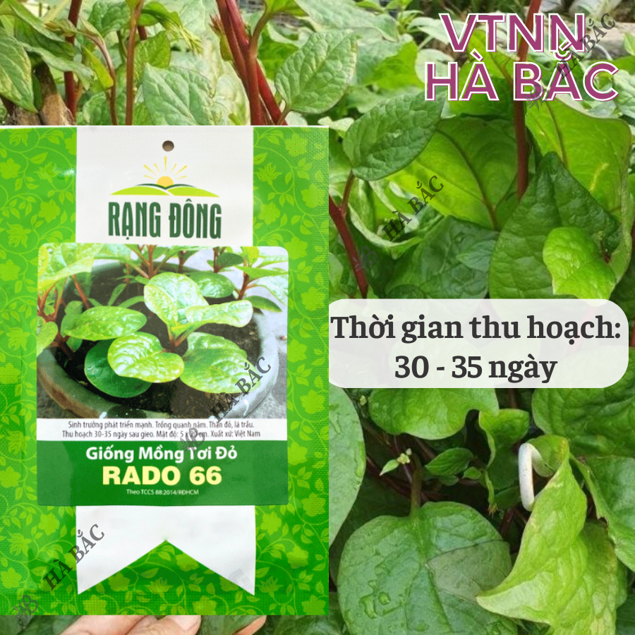 Hạt giống Mồng Tơi Đỏ Rado 66 (1gr~40 hạt) dễ trồng, ít sâu bệnh, chịu nhiệt tốt, trồng quanh năm - Nông Nghiệp Hà Bắc
