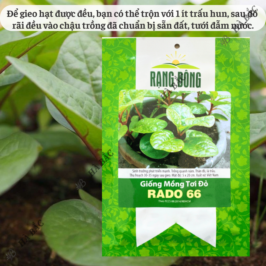 Hạt giống Mồng Tơi Đỏ Rado 66 (1gr~40 hạt) dễ trồng, ít sâu bệnh, chịu nhiệt tốt, trồng quanh năm - Nông Nghiệp Hà Bắc