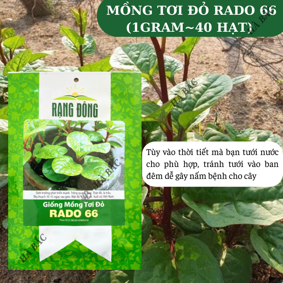 Hạt giống Mồng Tơi Đỏ Rado 66 (1gr~40 hạt) dễ trồng, ít sâu bệnh, chịu nhiệt tốt, trồng quanh năm - Nông Nghiệp Hà Bắc