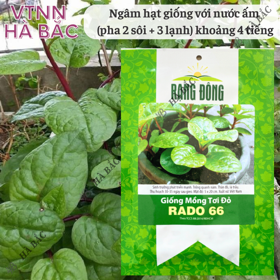Hạt giống Mồng Tơi Đỏ Rado 66 (1gr~40 hạt) dễ trồng, ít sâu bệnh, chịu nhiệt tốt, trồng quanh năm - Nông Nghiệp Hà Bắc