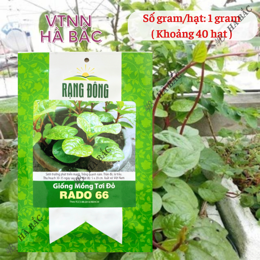 Hạt giống Mồng Tơi Đỏ Rado 66 (1gr~40 hạt) dễ trồng, ít sâu bệnh, chịu nhiệt tốt, trồng quanh năm - Nông Nghiệp Hà Bắc