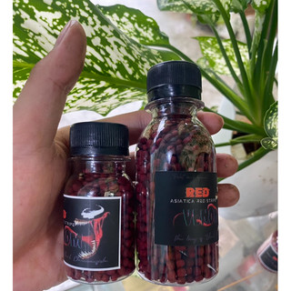 Cám RED VENOM (Asiatica red stripe ) | Cám cá lóc trân châu đỏ đậm màu đỏ sáng châu tăng body