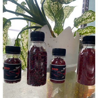 Cám RED VENOM (Asiatica red stripe ) | Cám cá lóc trân châu đỏ đậm màu đỏ sáng châu tăng body
