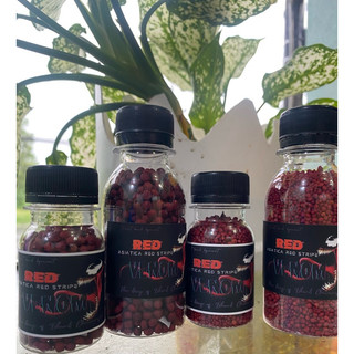 Cám RED VENOM (Asiatica red stripe ) | Cám cá lóc trân châu đỏ đậm màu đỏ sáng châu tăng body