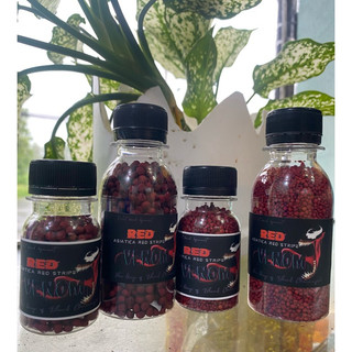 Cám RED VENOM (Asiatica red stripe ) | Cám cá lóc trân châu đỏ đậm màu đỏ sáng châu tăng body