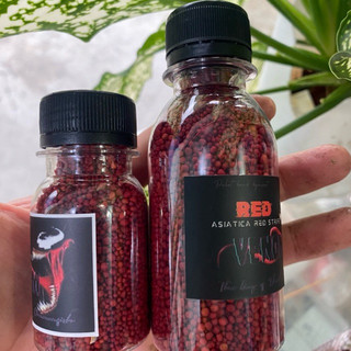 Cám RED VENOM (Asiatica red stripe ) | Cám cá lóc trân châu đỏ đậm màu đỏ sáng châu tăng body