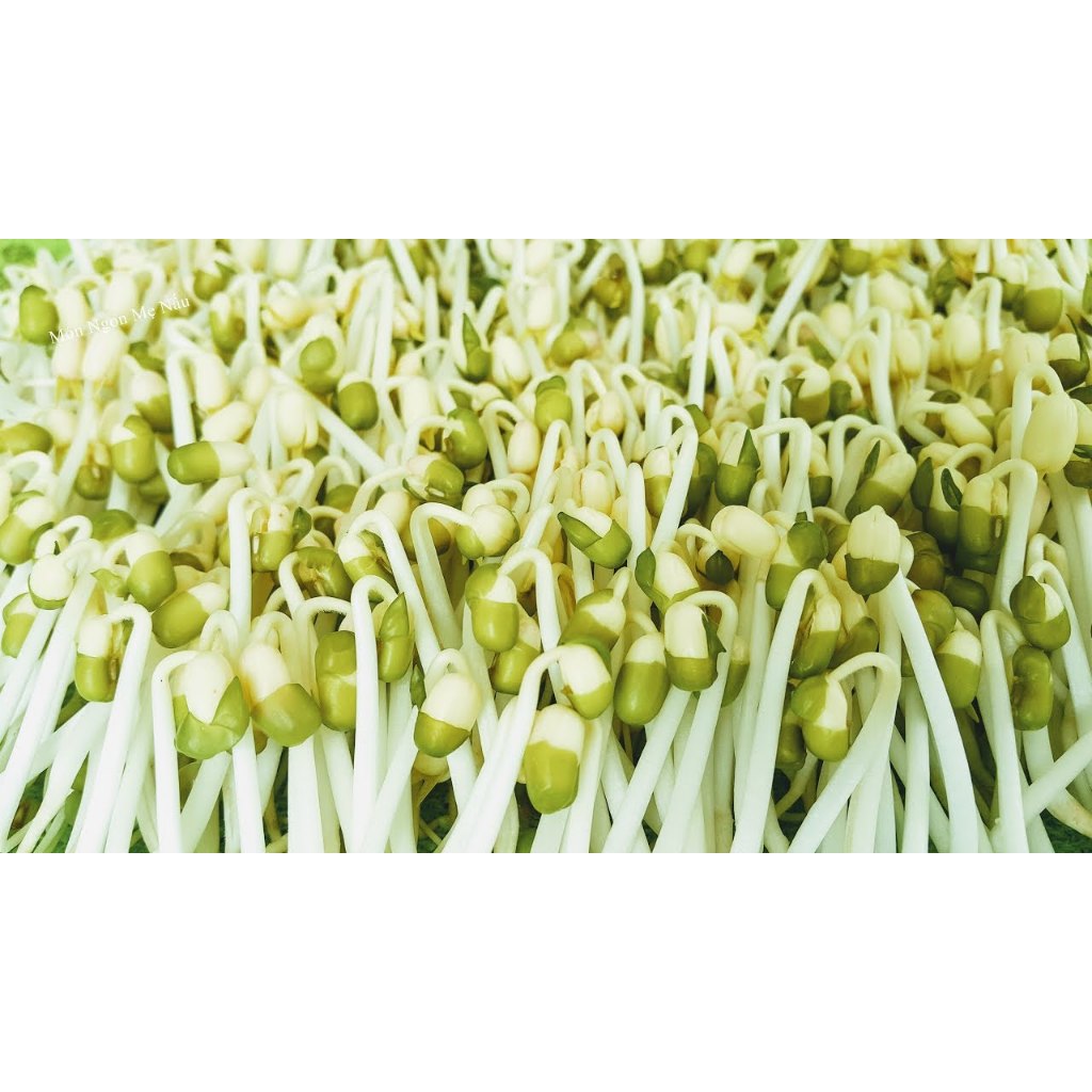 [SỈ] 10KG ĐẬU XANH HẠT/ ĐỖ XANH  HẠT HÀNG CHUẨN ĐẸP  _ Đậu xanh hạt giá sỉ _ Đậu xanh giá rẻ _  nongsangiasi.TinPhat