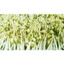 10KG ĐẬU XANH HẠT/ ĐỖ XANH HẠT HÀNG CHUẨN ĐẸP _ Đậu xanh hạt giá sỉ _ Đậu xanh giá rẻ _ nongsangiasi.TinPhat