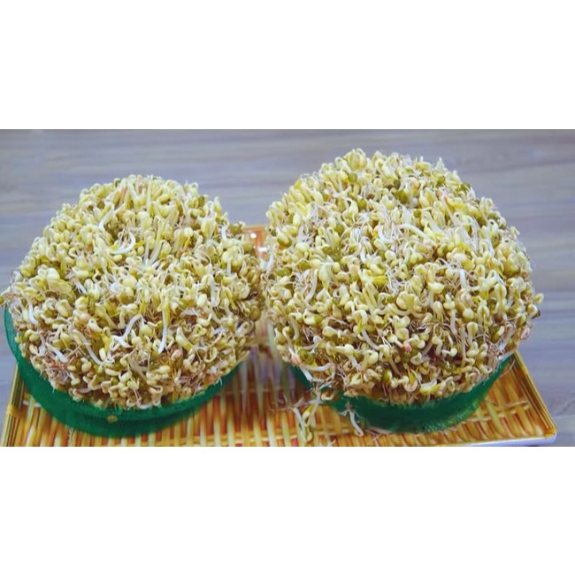 1Kg Đậu xanh làm giá/ ĐẬU XANH GIÁ/ Đỗ xanh làm giá tỉ lệ nảy mầm 100% (1kg đậu được 7-9 kg giá) nongsangiasi.TinPhat