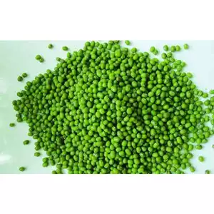 1Kg Đậu xanh làm giá/ ĐẬU XANH GIÁ/ Đỗ xanh làm giá tỉ lệ nảy mầm 100% (1kg đậu được 7-9 kg giá) nongsangiasi.TinPhat