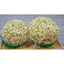 5KG Đậu xanh làm giá/ ĐẬU XANH GIÁ/ Đỗ xanh làm giá tỉ lệ nảy mầm 100% đậu xanh làm giá giá sỉ nongsangiasiTinPhat
