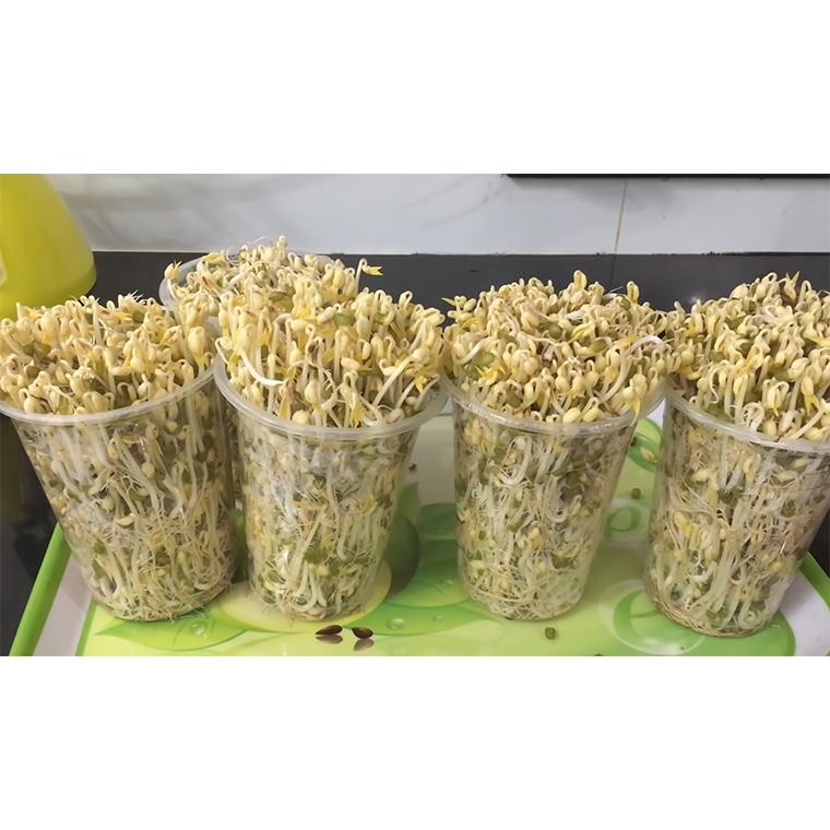 [SỈ] 5KG Đậu xanh làm giá/ ĐẬU XANH GIÁ/ Đỗ xanh làm giá tỉ lệ nảy mầm 100% đậu xanh làm giá giá sỉ nongsangiasiTinPhat