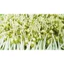 5KG Đậu xanh làm giá/ ĐẬU XANH GIÁ/ Đỗ xanh làm giá tỉ lệ nảy mầm 100% đậu xanh làm giá giá sỉ nongsangiasiTinPhat