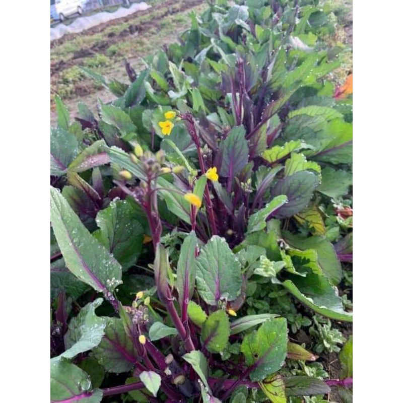 Hạt giống Cải Ngồng Đỏ Thân Mập🌱 Ăn Cực Ngon, Năng Suất Cao, gói 500 hạt