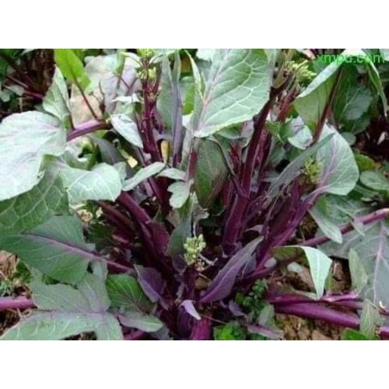 Hạt giống Cải Ngồng Đỏ Thân Mập🌱 Ăn Cực Ngon, Năng Suất Cao, gói 500 hạt