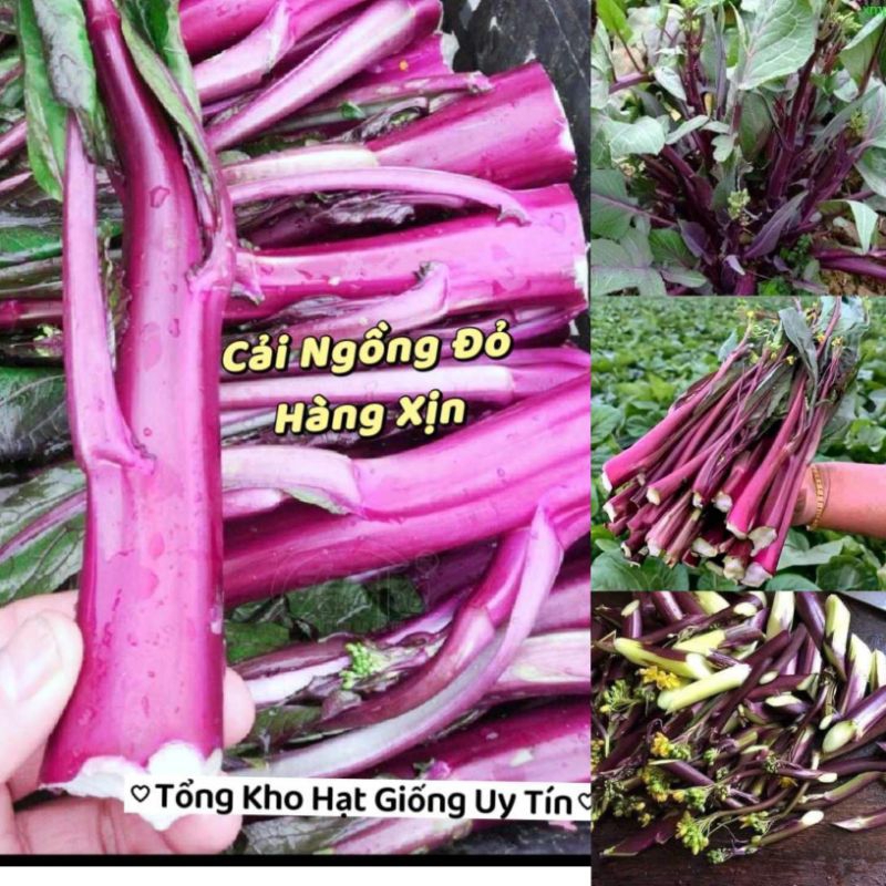 Hạt giống Cải Ngồng Đỏ Thân Mập🌱 Ăn Cực Ngon, Năng Suất Cao, gói 500 hạt