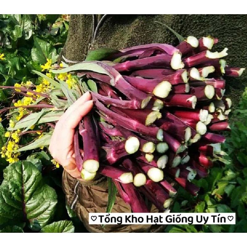 Hạt giống Cải Ngồng Đỏ Thân Mập🌱 Ăn Cực Ngon, Năng Suất Cao, gói 500 hạt