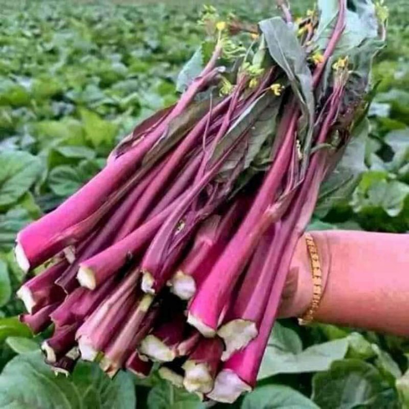 Hạt giống Cải Ngồng Đỏ Thân Mập🌱 Ăn Cực Ngon, Năng Suất Cao, gói 500 hạt