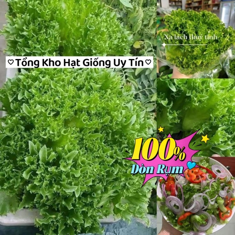 Hạt Giống Xà Lách  Thủy Tinh Nhập Khẩu f1 💥 Xịn Xò, Ngon Ngọt Giòn Rụm Năng Suất Cao