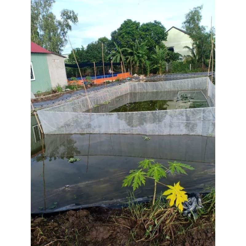 Tráng lồng vèo nuôi ốc nhồi mới nở , nuôi ốc nhồi to