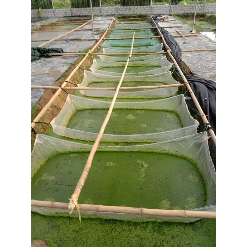 Tráng lồng vèo nuôi ốc nhồi mới nở , nuôi ốc nhồi to